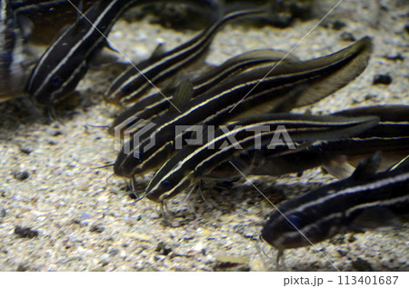 ゴンズイ ゴンズイ 113401687