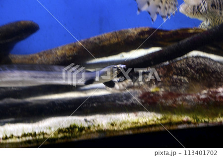 ホタテウミヘビ 113401702