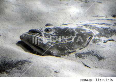 ヒラメ ヒラメ 113401710