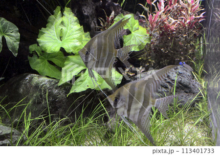 アルタム・エンゼル 113401733