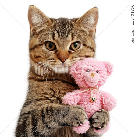 Cute cat hugs a teddy bear. 113401850