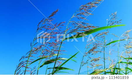 セイバンモロコシと青空の風景 セイバンモロコシと青空の風景 113401859