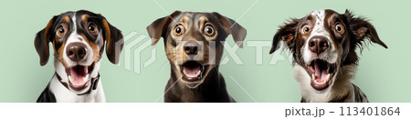 Cute surprised faces of dogs on a background of a green wall. 113401864