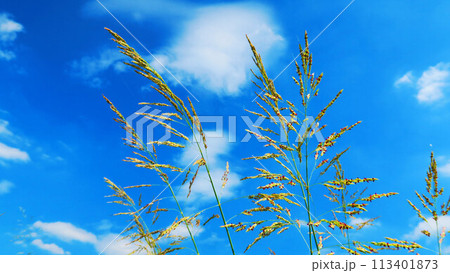 セイバンモロコシと青空の風景 113401873
