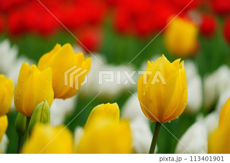 泉の森公園に咲くチューリップ 113401901