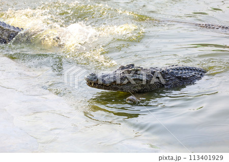 The salt crocodile swimming on the river near canal The salt crocodile swimming on the river near canal 113401929