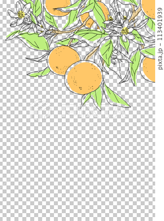 Simple design of orange with branch 113401939