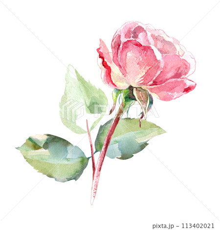 Pink roses watercolor hand painting floral illustration of collection garden flowers. Isolated on white background. Wedding floral design for bouquets, wreaths, arrangements, wedding invitations Pink roses watercolor hand painting floral illustration of collection garden flowers. Isolated on white background. Wedding floral design for bouquets, wreaths, arrangements, wedding invitations 113402021