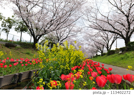 横浜, 江川せせらぎ緑道の桜とチューリップ 113402272