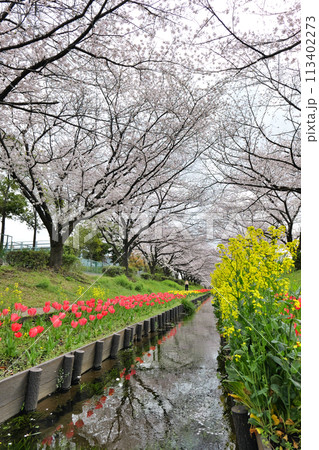 横浜, 江川せせらぎ緑道の桜とチューリップ 113402273