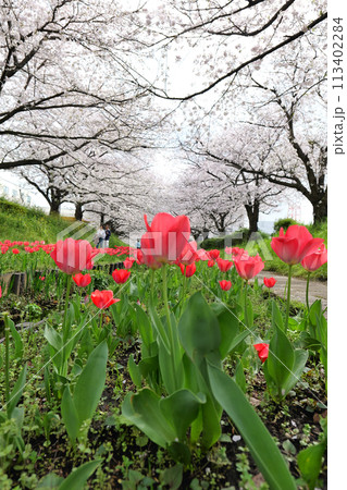 横浜, 江川せせらぎ緑道の桜とチューリップ 113402284