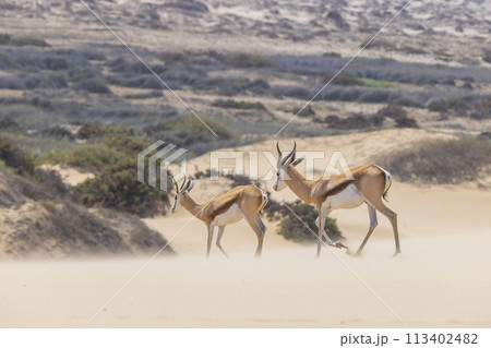 Picture of two springboks with horns in on a sand dune in Namib desert in Namibia 113402482