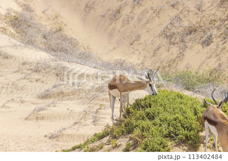 Picture of a group of springboks with horns in on a sand dune in Namib desert in Namibia Picture of a group of springboks with horns in on a sand dune in Namib desert in Namibia 113402484