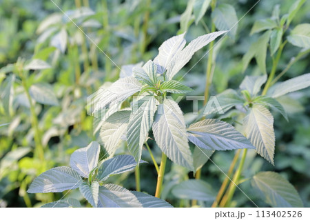 モロヘイヤの美容効果 113402526