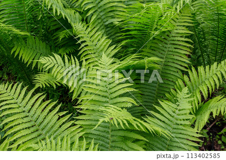 Green fern in a forest Green fern in a forest 113402585