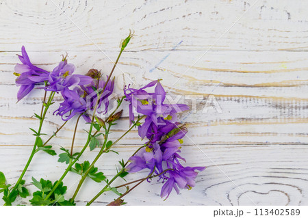 Blue columbine flowers on a white wooden background. Top view, copy space Blue columbine flowers on a white wooden background. Top view, copy space 113402589