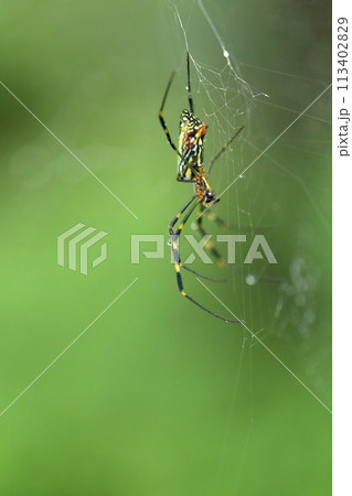 クモの巣 113402829