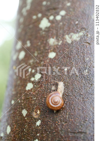 カタツムリと雨に濡れた木の幹 113402832