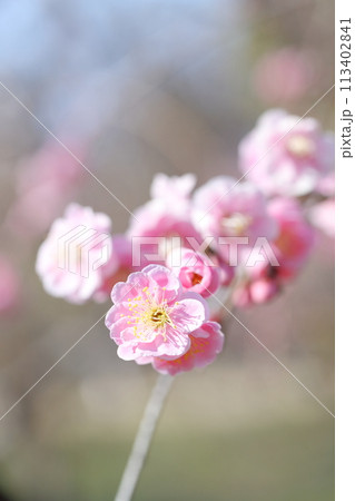 しだれ梅　ピンク色の綺麗な花 113402841