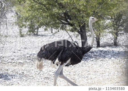 Picture of a running ostrich on open savannah in Namibia during the 113403580