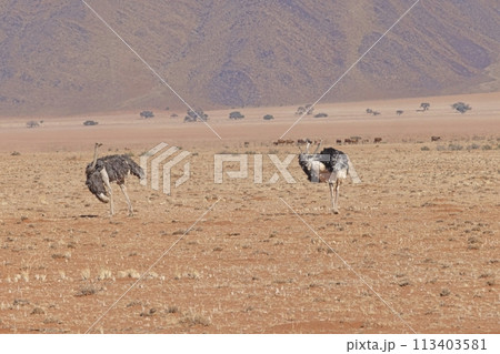 Picture of two ostrich on open savannah in Namibia during the 113403581
