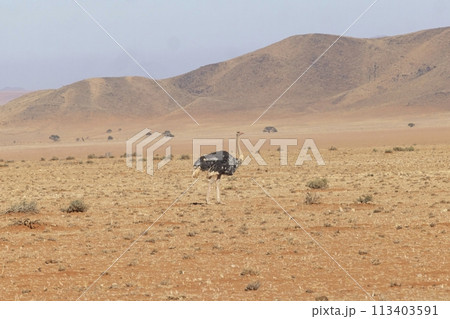 Picture of a running ostrich on open savannah in Namibia during the 113403591