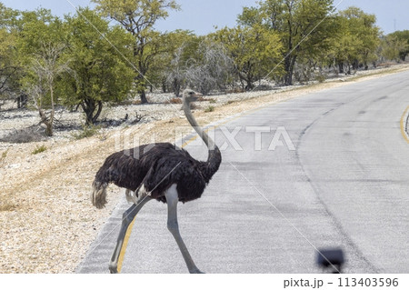 Picture of a running ostrich crossing a street in Etosha Nationalpark in Namibia during the day Picture of a running ostrich crossing a street in Etosha Nationalpark in Namibia during the day 113403596