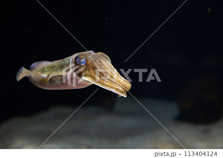 泳ぐイカ 泳ぐイカ 113404124