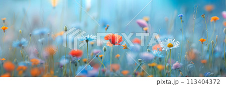 Summer wild field with wildflowers daisies and cornflowers and poppies in the rays of the sun, banner Summer wild field with wildflowers daisies and cornflowers and poppies in the rays of the sun, banner 113404372