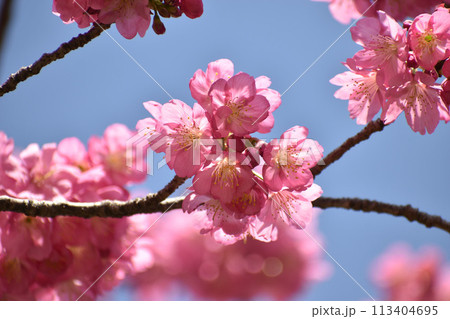鮮やかなピンクの早咲きの横濱緋桜 鮮やかなピンクの早咲きの横濱緋桜 113404695