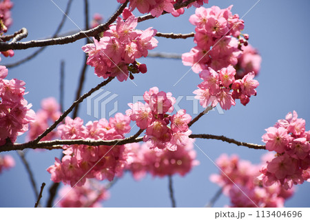 鮮やかなピンクの早咲きの横濱緋桜 鮮やかなピンクの早咲きの横濱緋桜 113404696