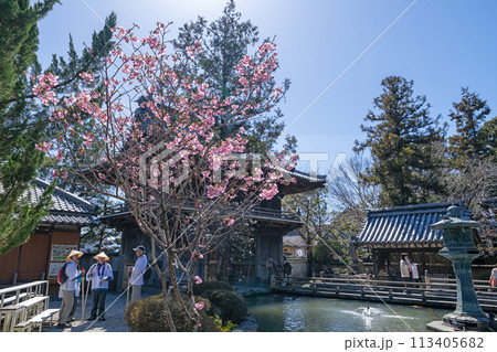 【第1番札所】春の霊山寺【四国八十八箇所】 113405682