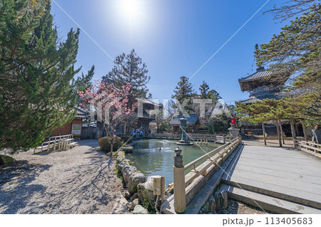 【第1番札所】春の霊山寺【四国八十八箇所】 113405683