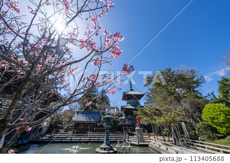 【第1番札所】春の霊山寺【四国八十八箇所】 113405688