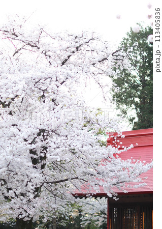 満開の桜 満開の桜 113405836