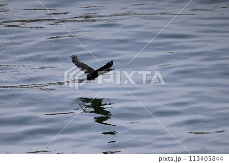 海面近くを飛ぶカワウ 113405844