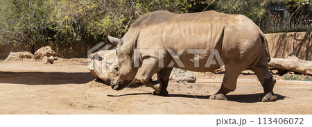 Banner White Rhinoceros Or Rhino Grazing The Field. Wildlife, Endangered Species, Extinct Animal In Cage, Fence. Horizontal Plane. Wildlife Reserve 113406072