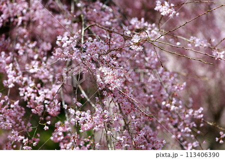 中越家の枝垂れ桜 113406390