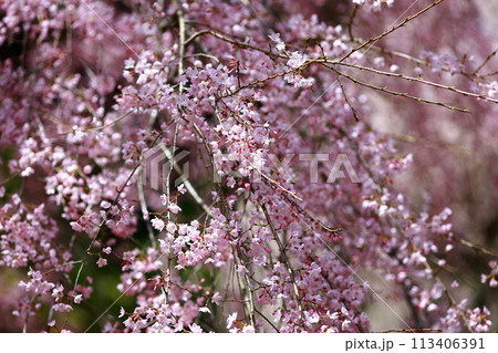 中越家の枝垂れ桜 中越家の枝垂れ桜 113406391