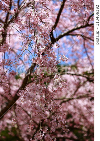 中越家の枝垂れ桜 113406392