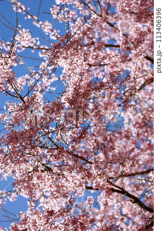 中越家の枝垂れ桜 113406396