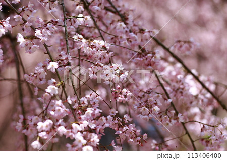 中越家の枝垂れ桜 113406400