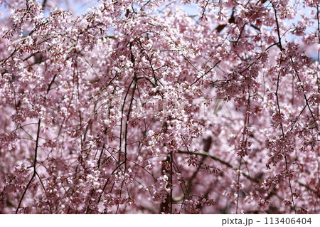 中越家の枝垂れ桜 中越家の枝垂れ桜 113406404