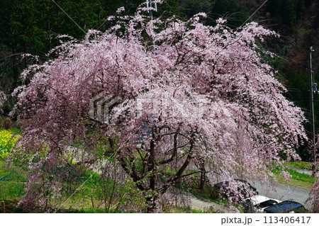 中越家の枝垂れ桜 中越家の枝垂れ桜 113406417
