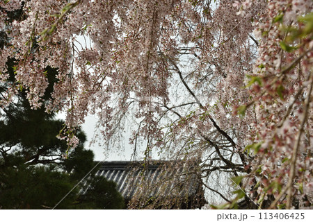 太閤しだれ桜　三宝院　醍醐寺 113406425