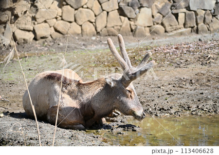 シフゾウ 四不像 多摩動物公園 東京都日野市 シフゾウ 四不像 多摩動物公園 東京都日野市 113406628