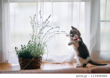 ラベンダーと子猫 ラベンダーと子猫 113406960