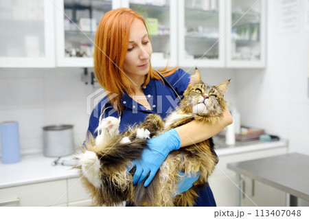 Professional veterinarian examining a Maine Coon cat at a veterinary clinic. Pet examination and vaccination in the veterinary office. Doctor checks cat for breed compliance 113407048