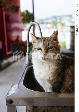 奥武島の野良猫 奥武島の野良猫 113407055