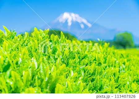【新緑素材】新緑の茶葉と青空【静岡県】 113407826